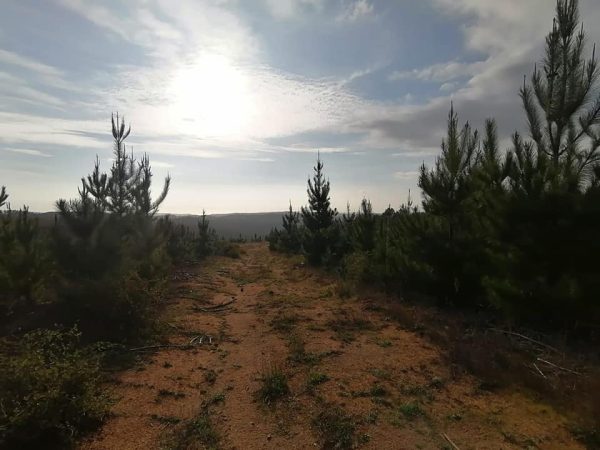 BOSQUES DE PAREDONES - Imagen 2