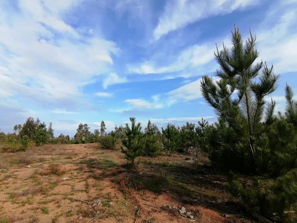 BOSQUES DE PAREDONES - Imagen 3