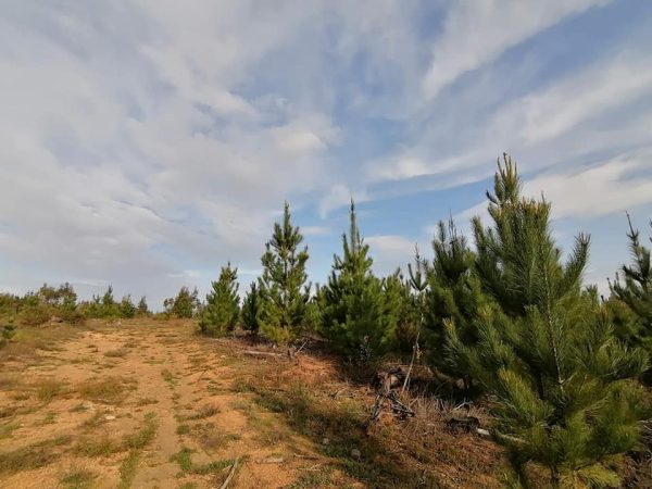 BOSQUES DE PAREDONES - Imagen 5