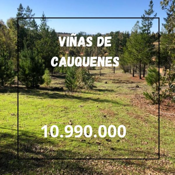 Viñas de Cauquenes