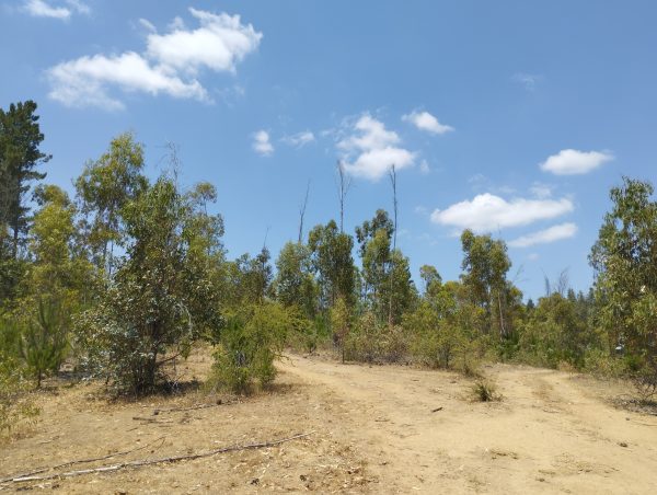 Viñas de Cauquenes - Imagen 8