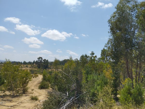 Viñas de Cauquenes - Imagen 7