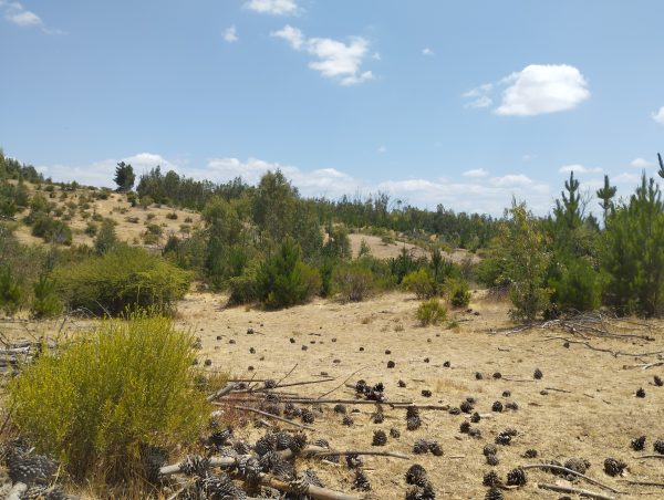 Viñas de Cauquenes - Imagen 6