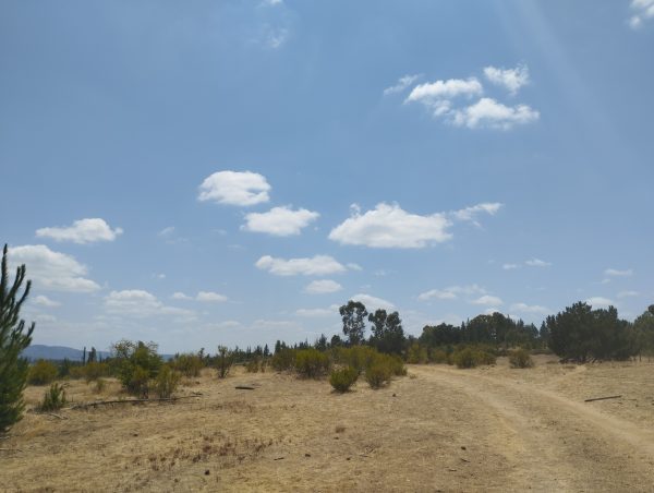 Viñas de Cauquenes - Imagen 5
